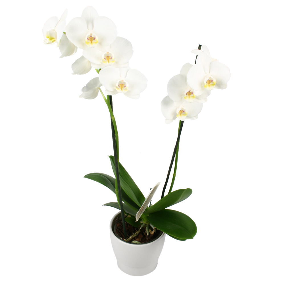 ORCHIDS AND PLANTS, send ORCHIDS AND PLANTS, delivery ORCHIDS AND PLANTS in france