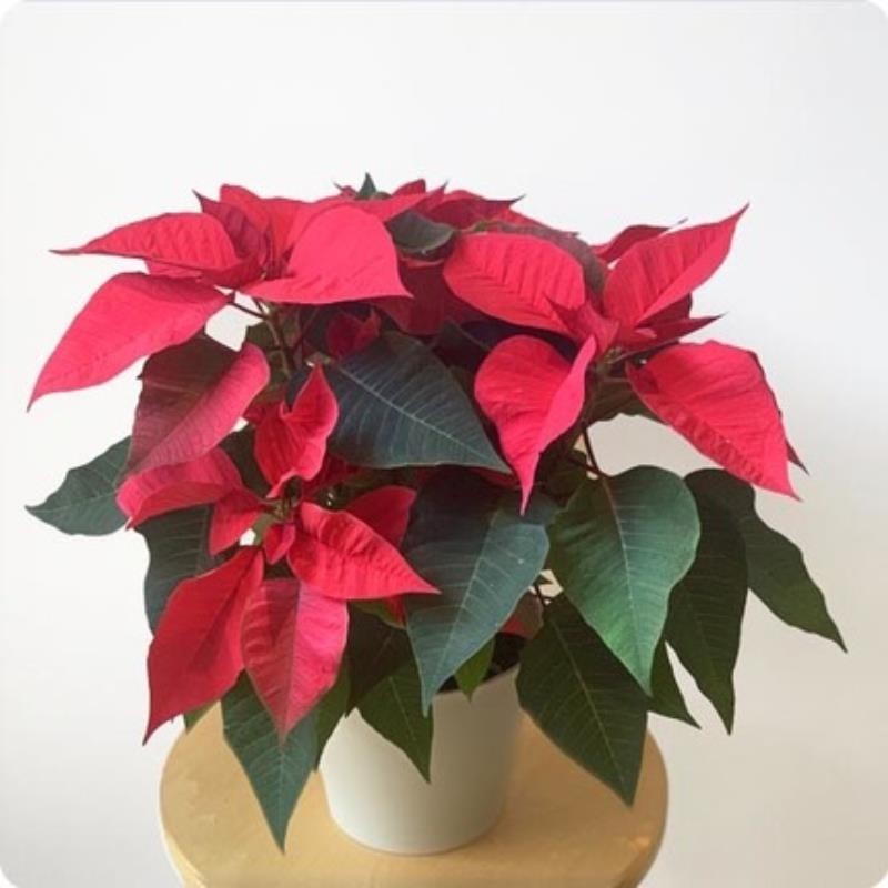 Poinsettia Etoile de Noël