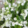 MUGUET BOUQUET