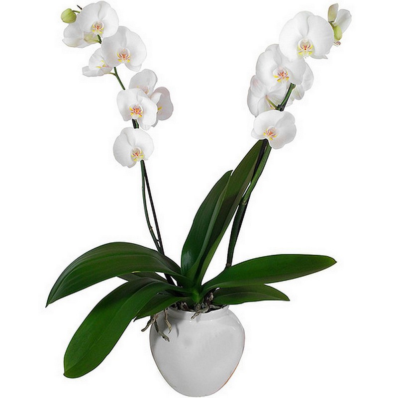 ORCHIDÉE BLANCHE EN POT