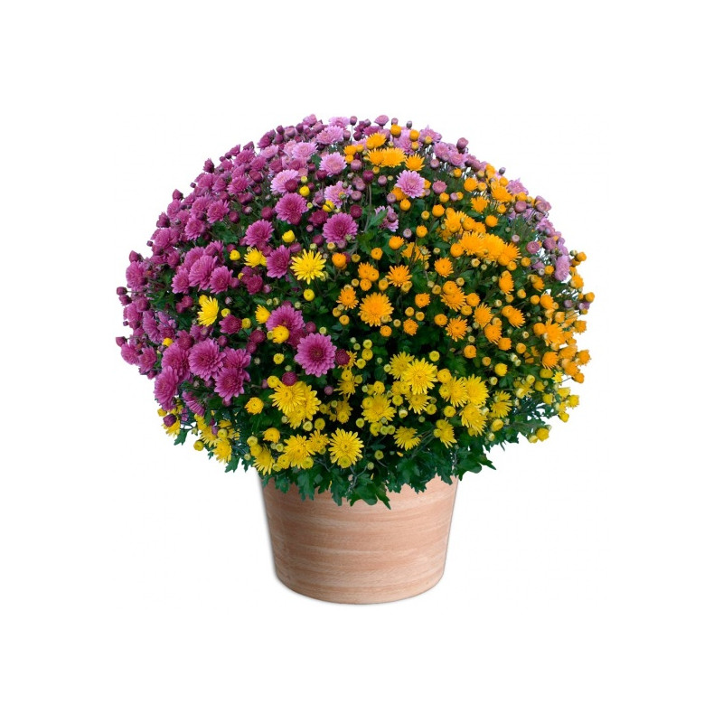 FLEURS TOUSSAINT CHRYSANTHÈME MULTICOLORE