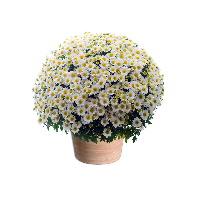 TOUSSAINT FLOWERS CHRYSANTHEM WHITE