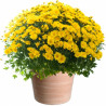 FLEURS TOUSSAINT CHRYSANTHÈME JAUNE