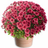 TOUSSAINT FLOWERS CHRYSANTHEM PINK