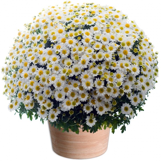 FLEURS TOUSSAINT Paris, Marseille, Lyon, Toulouse, Nice, Nantes, Montpellier, Strasbourg, Bordeaux, Lille, Rennes, Reims, Le Havre, Saint-Étienne, Toulon, Grenoble, Dijon, Angers, Nîmes, Villeurbanne, Le Mans, Aix-en-Provence, Clermont-Ferrand, Brest, Tours, Limoges, Amiens, Annecy, Perpignan, Boulogne-Billancourt, Metz, Besançon, Orléans, Saint-Denis, Argenteuil, Mulhouse, Rouen, Montreuil, Caen, Nancy, Tourcoing, Roubaix, Nanterre, Vitry-sur-Seine, Avignon, Créteil, Dunkerque, Poitiers, Asnières-sur-Seine, Versailles, Colombes, Saint-Pierre, Aubervilliers, Aulnay-sous-Bois, Courbevoie, Cherbourg-en-Cotentin, Rueil-Malmaison, Pau, Champigny-sur-Marne, Béziers, Calais, La Rochelle, Saint-Maur-des-Fossés, Antibes, Cannes, Colmar, Mérignac, Saint-Nazaire, Drancy, Issy-les-Moulineaux, Noisy-le-Grand, Bourges, La Seyne-sur-Mer, Levallois-Perret, Quimper, Cergy, Valence, Vénissieux, Villeneuve-d'Ascq, Antony, Pessac, Troyes, Neuilly-sur-Seine, Clichy, Montauban, Chambéry, Ivry-sur-Seine, Niort, Lorient, Sarcelles, Villejuif, Hyères, Saint-Quentin, Le Blanc-Mesnil, Pantin, Maisons-Alfort, Beauvais, Évry, Épinay-sur-Seine, Chelles, Cholet, Meaux, Fontenay-sous-Bois, La Roche-sur-Yon, Saint-Louis, Narbonne, Bondy, Vannes, Fréjus, Arles, Clamart, Sartrouville, Bobigny, Grasse, Sevran, Corbeil-Essonnes, Laval, Belfort, Albi, Vincennes, Évreux, Martigues, Cagnes-sur-Mer, Bayonne, Montrouge, Suresnes, Saint-Ouen, Massy, Charleville-Mézières, Brive-la-Gaillarde, Vaulx-en-Velin, Carcassonne, Saint-Herblain, Saint-Malo, Blois, Aubagne, Chalon-sur-Saône, Meudon, Châlons-en-Champagne, Puteaux, Saint-Brieuc, Saint-Priest, Salon-de-Provence, Mantes-la-Jolie, Rosny-sous-Bois, Gennevilliers, Livry-Gargan, Alfortville, Valenciennes, Choisy-le-Roi, Châteauroux, Sète, Noisy-le-Sec, Istres, Garges-lès-Gonesse, Boulogne-sur-Mer, Caluire-et-Cuire, Talence, Angoulême, La Courneuve, Le Cannet, Castres, Wattrelos, Bourg-en-Bresse, Gap, Arras, Bron, Thionville, Tarbes, Draguignan, Compiègne, Douai, Saint-Germain-en-Laye, Melun, Rezé, Gagny, Stains, Alès, Bagneux, Marcq-en-Barœul, Chartres, Colomiers, Anglet, Saint-Martin-d'Hères, Montélimar, Pontault-Combault, Joué-lès-Tours, Châtillon, Poissy, Montluçon, Villefranche-sur-Saône, Villepinte, Savigny-sur-Orge, Bagnolet, Sainte-Geneviève-des-Bois, Échirolles, La Ciotat, Creil, Annemasse, Conflans-Sainte-Honorine, Thonon-les-Bains, Saint-Chamond, Roanne, Neuilly-sur-Marne, Auxerre, Tremblay-en-France, Saint-Raphaël, Franconville, Haguenau, Nevers, Vitrolles, Agen, Le Perreux-sur-Marne, Marignane, Saint-Leu, Romans-sur-Isère, Six-Fours-les-Plages, Châtenay-Malabry, Mâcon, Montigny-le-Bretonneux, Palaiseau, Cambrai, Sainte-Marie, Meyzieu, Athis-Mons, Villeneuve-Saint-Georges, Matoury, Trappes, Les Mureaux, Houilles, Épinal, Plaisir, Châtellerault, Schiltigheim, Villenave-d'Ornon, Nogent-sur-Marne, Liévin, Chatou, Goussainville, Dreux, Viry-Châtillon, L'Haÿ-les-Roses, Vigneux-sur-Seine, Charenton-le-Pont, Mont-de-Marsan, Saint-Médard-en-Jalles, Lens, Rillieux-la-Pape, Savigny-le-Temple, Maubeuge, Clichy-sous-Bois