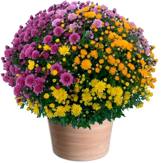 FLEURS CIMETIERE TOUSSAITN Paris, Marseille, Lyon, Toulouse, Nice, Nantes, Montpellier, Strasbourg, Bordeaux, Lille, Rennes, Reims, Le Havre, Saint-Étienne, Toulon, Grenoble, Dijon, Angers, Nîmes, Villeurbanne, Le Mans, Aix-en-Provence, Clermont-Ferrand, Brest, Tours, Limoges, Amiens, Annecy, Perpignan, Boulogne-Billancourt, Metz, Besançon, Orléans, Saint-Denis, Argenteuil, Mulhouse, Rouen, Montreuil, Caen, Nancy, Tourcoing, Roubaix, Nanterre, Vitry-sur-Seine, Avignon, Créteil, Dunkerque, Poitiers, Asnières-sur-Seine, Versailles, Colombes, Saint-Pierre, Aubervilliers, Aulnay-sous-Bois, Courbevoie, Cherbourg-en-Cotentin, Rueil-Malmaison, Pau, Champigny-sur-Marne, Béziers, Calais, La Rochelle, Saint-Maur-des-Fossés, Antibes, Cannes, Colmar, Mérignac, Saint-Nazaire, Drancy, Issy-les-Moulineaux, Noisy-le-Grand, Bourges, La Seyne-sur-Mer, Levallois-Perret, Quimper, Cergy, Valence, Vénissieux, Villeneuve-d'Ascq, Antony, Pessac, Troyes, Neuilly-sur-Seine, Clichy, Montauban, Chambéry, Ivry-sur-Seine, Niort, Lorient, Sarcelles, Villejuif, Hyères, Saint-Quentin, Le Blanc-Mesnil, Pantin, Maisons-Alfort, Beauvais, Évry, Épinay-sur-Seine, Chelles, Cholet, Meaux, Fontenay-sous-Bois, La Roche-sur-Yon, Saint-Louis, Narbonne, Bondy, Vannes, Fréjus, Arles, Clamart, Sartrouville, Bobigny, Grasse, Sevran, Corbeil-Essonnes, Laval, Belfort, Albi, Vincennes, Évreux, Martigues, Cagnes-sur-Mer, Bayonne, Montrouge, Suresnes, Saint-Ouen, Massy, Charleville-Mézières, Brive-la-Gaillarde, Vaulx-en-Velin, Carcassonne, Saint-Herblain, Saint-Malo, Blois, Aubagne, Chalon-sur-Saône, Meudon, Châlons-en-Champagne, Puteaux, Saint-Brieuc, Saint-Priest, Salon-de-Provence, Mantes-la-Jolie, Rosny-sous-Bois, Gennevilliers, Livry-Gargan, Alfortville, Valenciennes, Choisy-le-Roi, Châteauroux, Sète, Noisy-le-Sec, Istres, Garges-lès-Gonesse, Boulogne-sur-Mer, Caluire-et-Cuire, Talence, Angoulême, La Courneuve, Le Cannet, Castres, Wattrelos, Bourg-en-Bresse, Gap, Arras, Bron, Thionville, Tarbes, Draguignan, Compiègne, Douai, Saint-Germain-en-Laye, Melun, Rezé, Gagny, Stains, Alès, Bagneux, Marcq-en-Barœul, Chartres, Colomiers, Anglet, Saint-Martin-d'Hères, Montélimar, Pontault-Combault, Joué-lès-Tours, Châtillon, Poissy, Montluçon, Villefranche-sur-Saône, Villepinte, Savigny-sur-Orge, Bagnolet, Sainte-Geneviève-des-Bois, Échirolles, La Ciotat, Creil, Annemasse, Conflans-Sainte-Honorine, Thonon-les-Bains, Saint-Chamond, Roanne, Neuilly-sur-Marne, Auxerre, Tremblay-en-France, Saint-Raphaël, Franconville, Haguenau, Nevers, Vitrolles, Agen, Le Perreux-sur-Marne, Marignane, Saint-Leu, Romans-sur-Isère, Six-Fours-les-Plages, Châtenay-Malabry, Mâcon, Montigny-le-Bretonneux, Palaiseau, Cambrai, Sainte-Marie, Meyzieu, Athis-Mons, Villeneuve-Saint-Georges, Matoury, Trappes, Les Mureaux, Houilles, Épinal, Plaisir, Châtellerault, Schiltigheim, Villenave-d'Ornon, Nogent-sur-Marne, Liévin, Chatou, Goussainville, Dreux, Viry-Châtillon, L'Haÿ-les-Roses, Vigneux-sur-Seine, Charenton-le-Pont, Mont-de-Marsan, Saint-Médard-en-Jalles, Lens, Rillieux-la-Pape, Savigny-le-Temple, Maubeuge, Clichy-sous-Bois